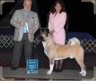 Akita Wolf Puppies